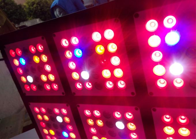 die geführte Blüte wächst Lichter